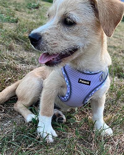Petank Dog Harness for Small Medium Dogs No Pull, Puppy Harness and Leash Set, Step in Dog Harness for Walking, Running, T...
