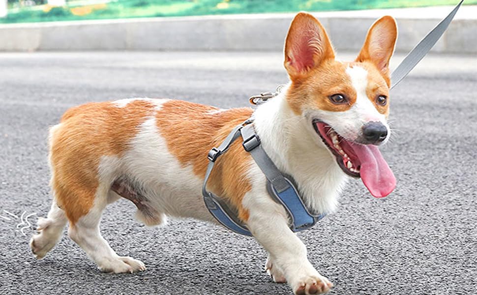 Medium Dog Harness and Leash Set,No Pull Adjustable Step in Soft Mesh Vest Harness,Easy Walk Reflective Pet Harness with P...
