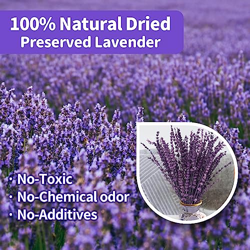 Dried Purple Lavender Flowers Bundle-Dried Preserved Lavender Bouquet 15-17" for Shower Weeding Home Vase Decor, Crafts, A...