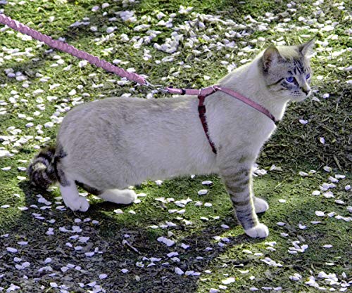 PetSafe Come With Me Kitty Cat Harness & Bungee Leash - Comfortable Cat Harness with Lightweight Bungee Leash for Outdoor ...
