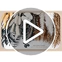 Natural Dried Flower Bouquet – Pampas Grass, Cotton Stems, Bunny Tails Grass, Eucalyptus and Lavender for Western Boho Dec...
