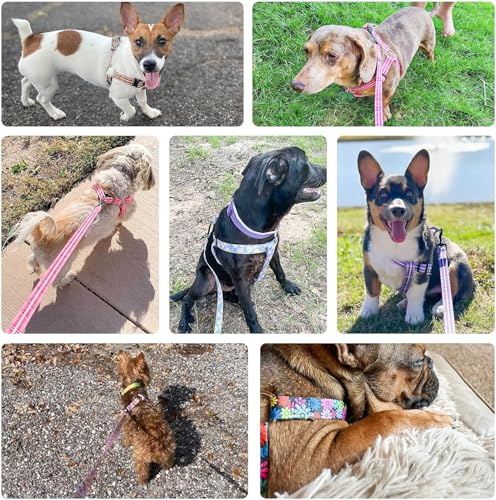 BEAUTYZOO Dog Harness Small Sized Dog Girl, No Pull Dog Harness and Leash Set,Step in Soft Light Puppy Vest, No Choke Heav...