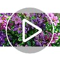 Artificial Fake Hanging Flowers Plants for Outdoor Spring Summer Decoration,2 PCS Faux Silk Daisy with Eucalyptus Leaves,U...