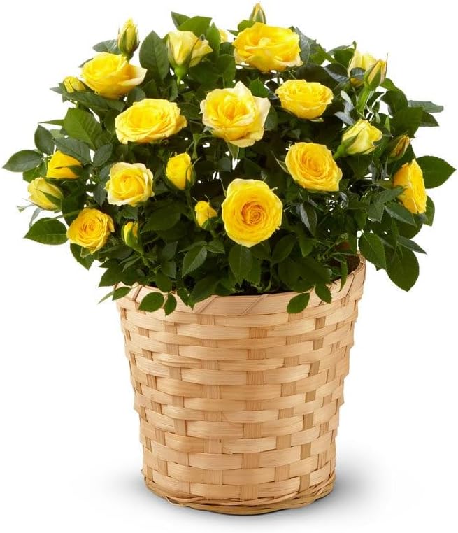 From You Flowers - Yellow Rose Plant for Birthday, Anniversary, Get Well or Celebration