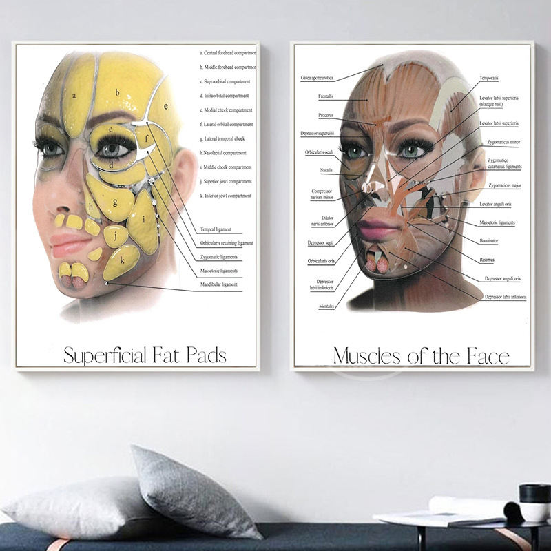 Detailed Anatomical Illustration Of The Human Facial Structure Including Muscles And Blood Vessels