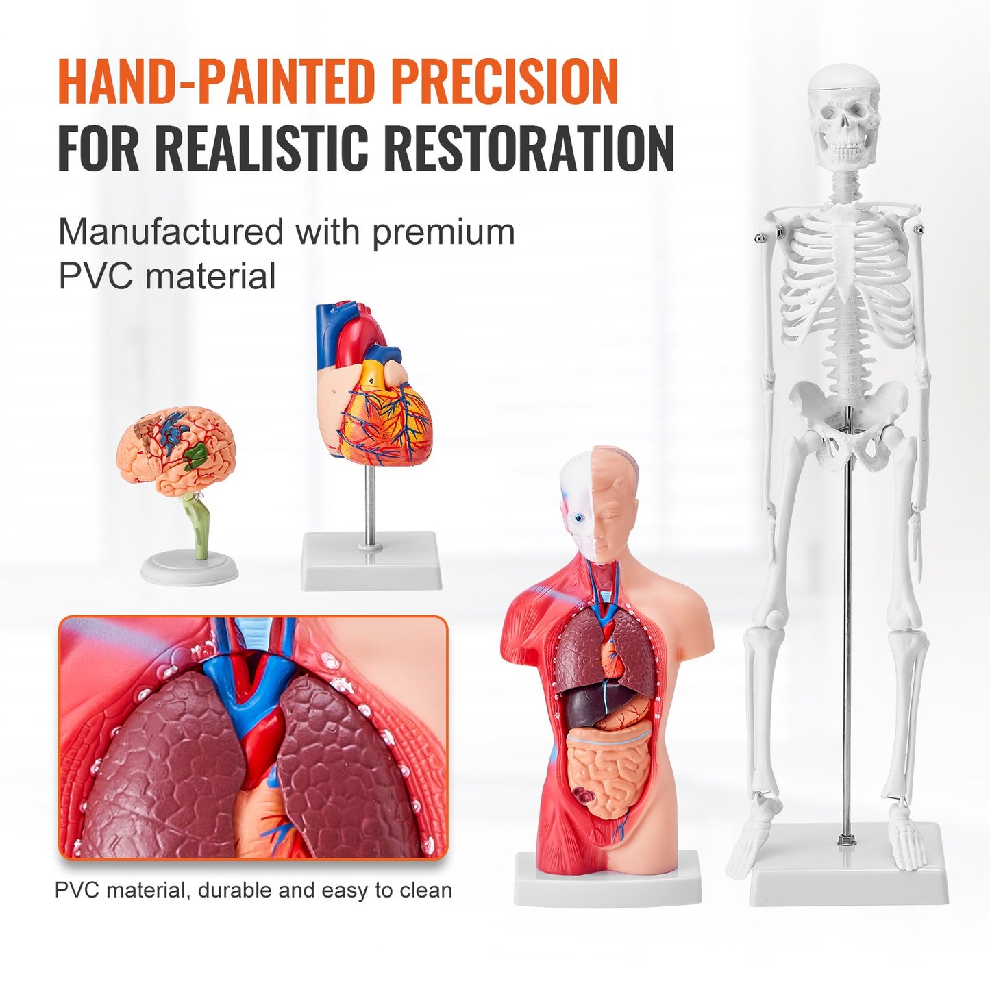 Human Anatomy Models Bundle Set, Brain, Human Torso Body, Heart, Skeleton Model Set Of 4, Hands-on 3D Model Study Tools Teaching Models For Physiology Students Or As Educational Kit For Kids