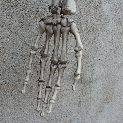 170cm Human Skeleton Life Size Skull Full Body Anatomy Model Halloween Medical