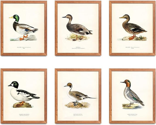 ATOZSTUDIO Vintage Duck Wall Art Prints - Set of 6 Posters // Man Cave Antique Animal Decor // Gift for Men for Hunter // ...