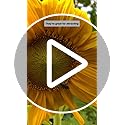 Lush&Dew Cut Flower Seed Bank, Gardening Gifts for Mom Women, 32 Varieties Non-GMO Annual & Perennial Wildflower Seeds for...