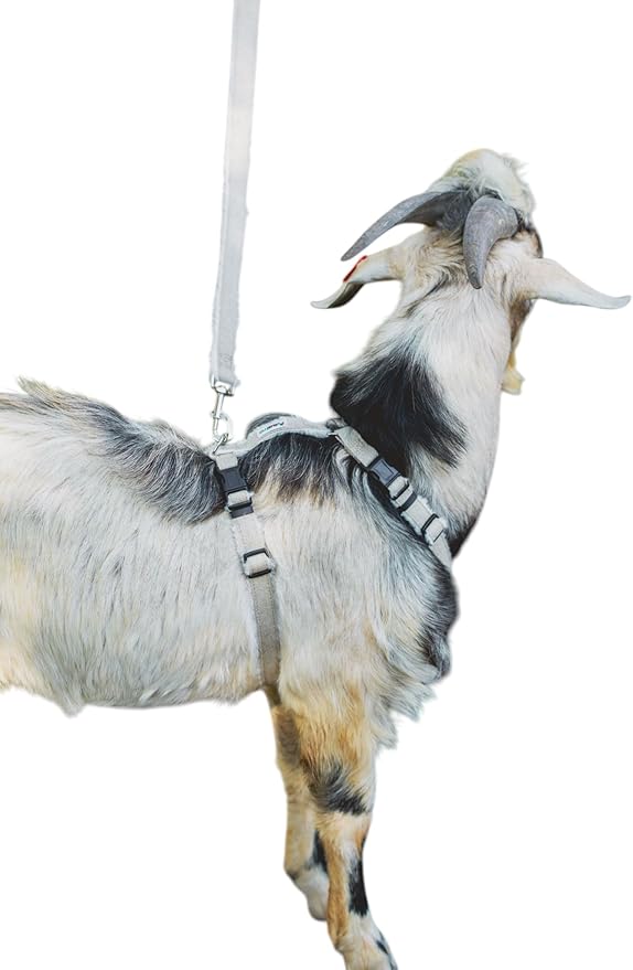 Goat Harness, Asatre Adjustable Lined Hemp Goat, Sheep, Livestock Halter, Durable Multi-Clasp Harness, Eco-Friendly Livest...