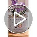 Wrappiness Glass Everlasting Tulips Pot for Women Personalized Gifts - Glass Flowers Decor, Birthday Gift for Daughter fro...