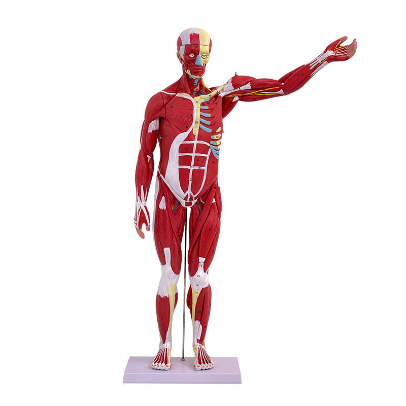 Whole-body Muscle Anatomy With Visceral Model