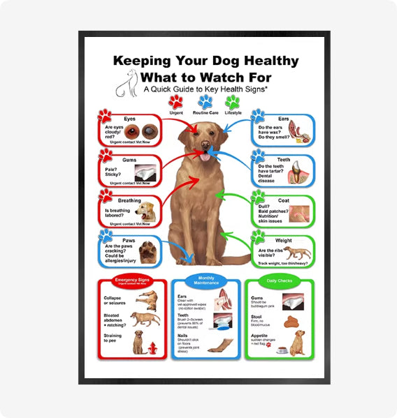 Cat And Dog Health Care Matters Hanging Pictures Veterinary Clinic Pets