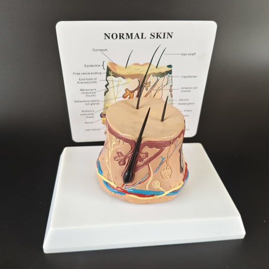 Human Body Health Epidermis Hair Follicle Skin Tissue Display Model