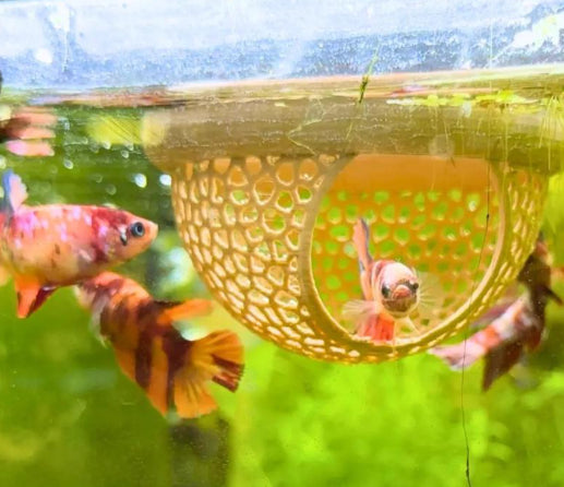 Fish Lounge Aquarium Accessories