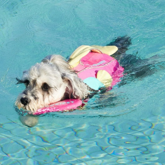 Dog Large Buoyancy Life Vest Pet Bichon Schnauzer