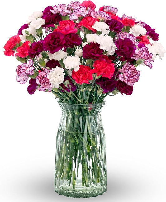 Benchmark Bouquets - Spring Mini Carnations - Fresh Flowers for Delivery - Mini Flowers for Mom - Mothers Day Gifts - Moth...