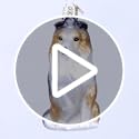 Old World Christmas Sheltie Glass Blown Ornament for Christmas Tree, Handcrafted Holiday Decoration, Dog Collection