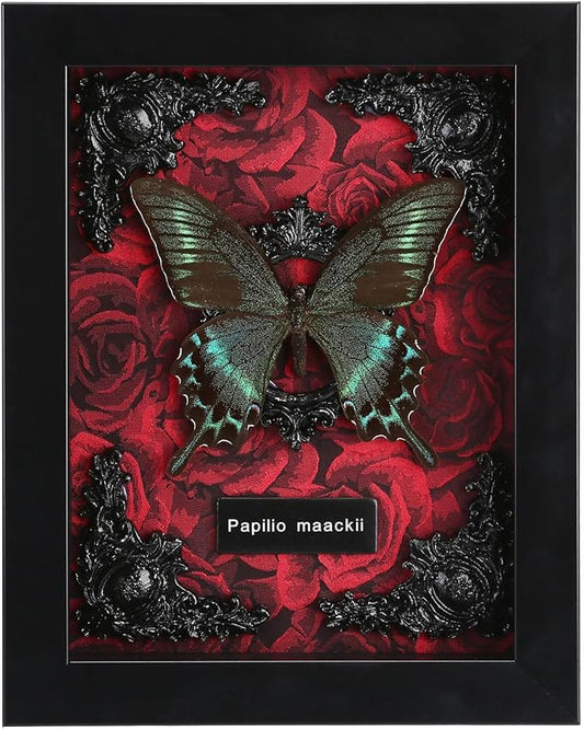 Real Butterfly Framed Butterfly Taxidermy - Butterfly Shadow Box, Real Framed Butterflies in a Box for Gothic Home Decor A...