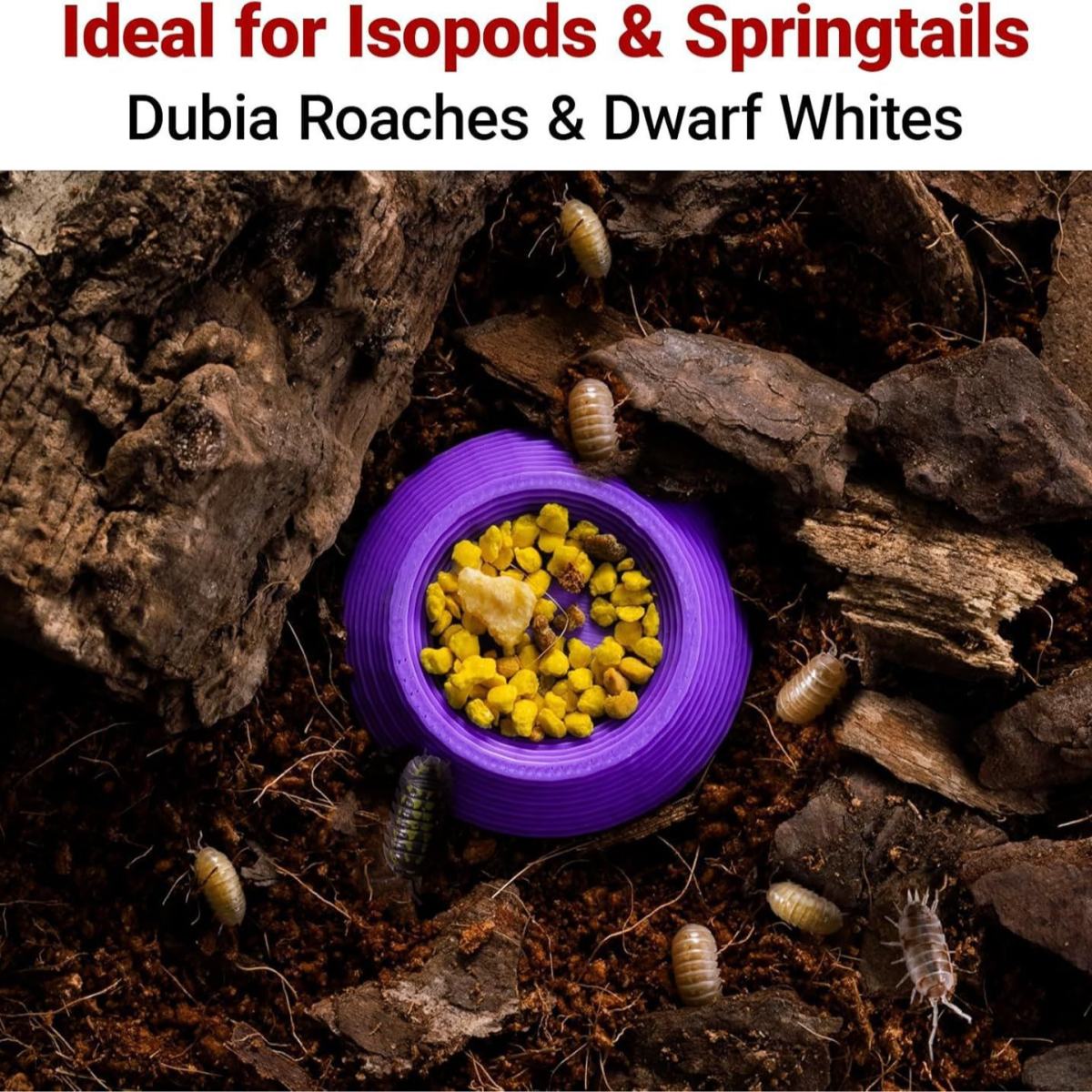 Mini Feeding Dishes For 12 Dubia Roach Food Bowls