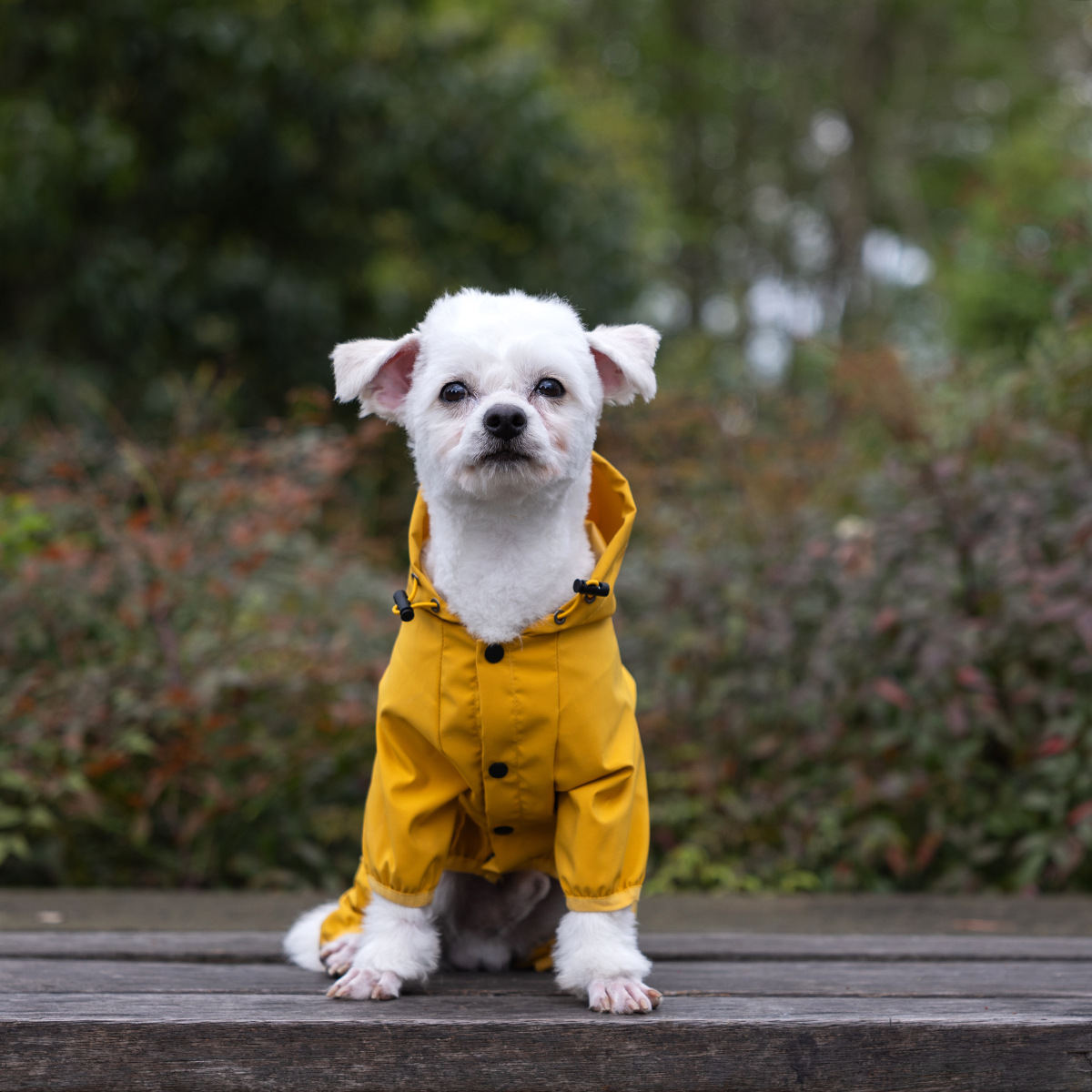 Pet Raincoat Four-legged Waterproof Poncho
