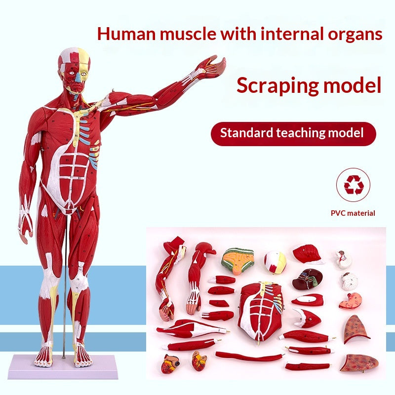 Whole-body Muscle Anatomy With Visceral Model