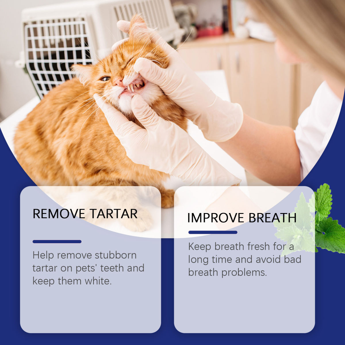 Pet Teeth Cleaning And Stain Removal