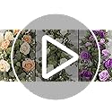 6FT Artificial Eucalyptus Garland with Flowers, 10 White Roses Baby Breath Garland Floral Greenery for Wedding Party Cente...