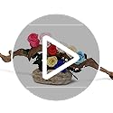 SofLiv Flowers for Delivery Prime, Preserved Roses Flower Gifts for Women, Real Roses Single Rose Presents for Her, Mom Bi...