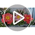 Leinuosen 3 Pcs Giant Flowers for Decoration 5.6 ft Large Organza Flowers with Stand for Spring Tea Bridal Shower Wedding ...