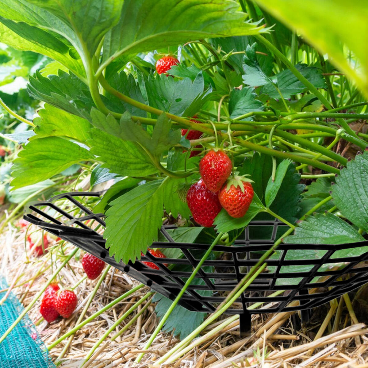 6Pcs Black Strawberry Planting Racks With 3 Fixed Support Legs For Garden Plant Care