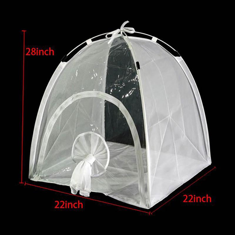 Feeding And Breeding Insects Or Observing Insects