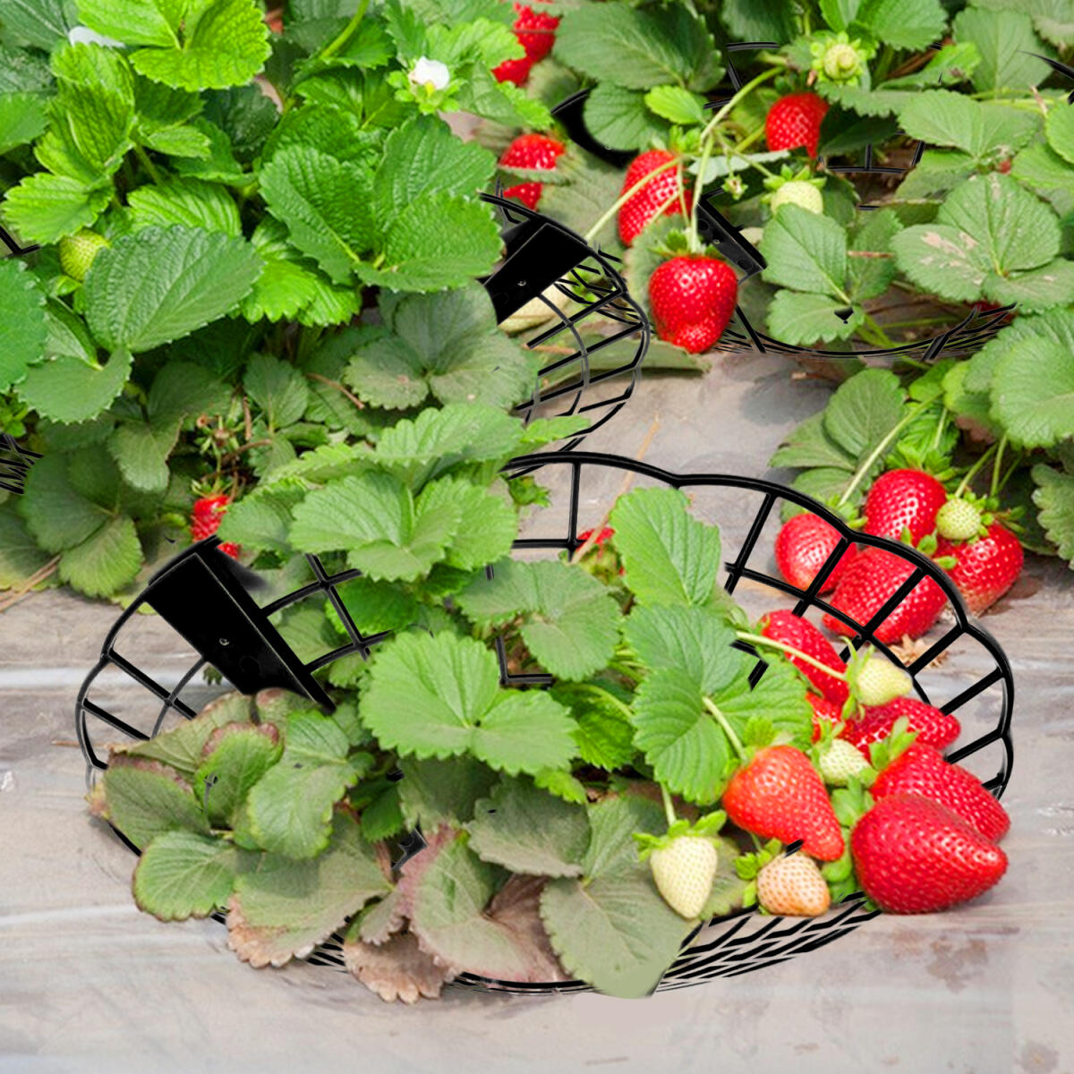 6Pcs Black Strawberry Planting Racks With 3 Fixed Support Legs For Garden Plant Care