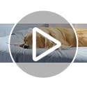 LE SURE Premium Cooling Blanket for Large Dogs Washable - Dog Cooling Mat with Q-MAX>0.4 Soft, Breathable Pet Throw Blanke...