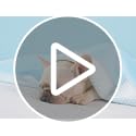 Mewfort Woofry Double-Sided Pet Cooling Blanket, QMAX>0.5 Pet Throw Blanket, Scratch & Chew Resistant Dog Cooling Mat, Lig...