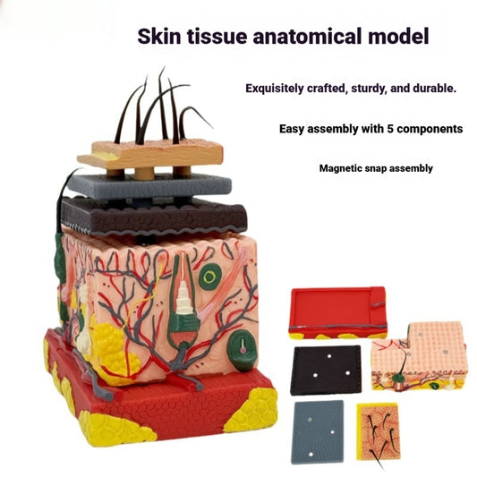 Three-dimensional Human Skin And Hair Follicle Structural Tissue Assembly Skin Layering Model