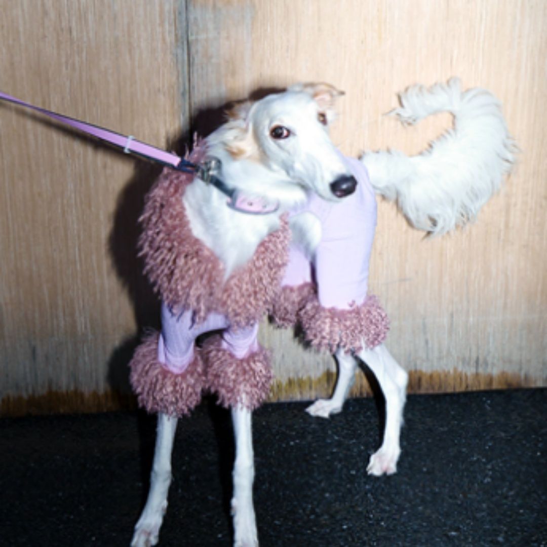 Dog Clothes Four Legged Pet Powder Noblewoman Winter New Year