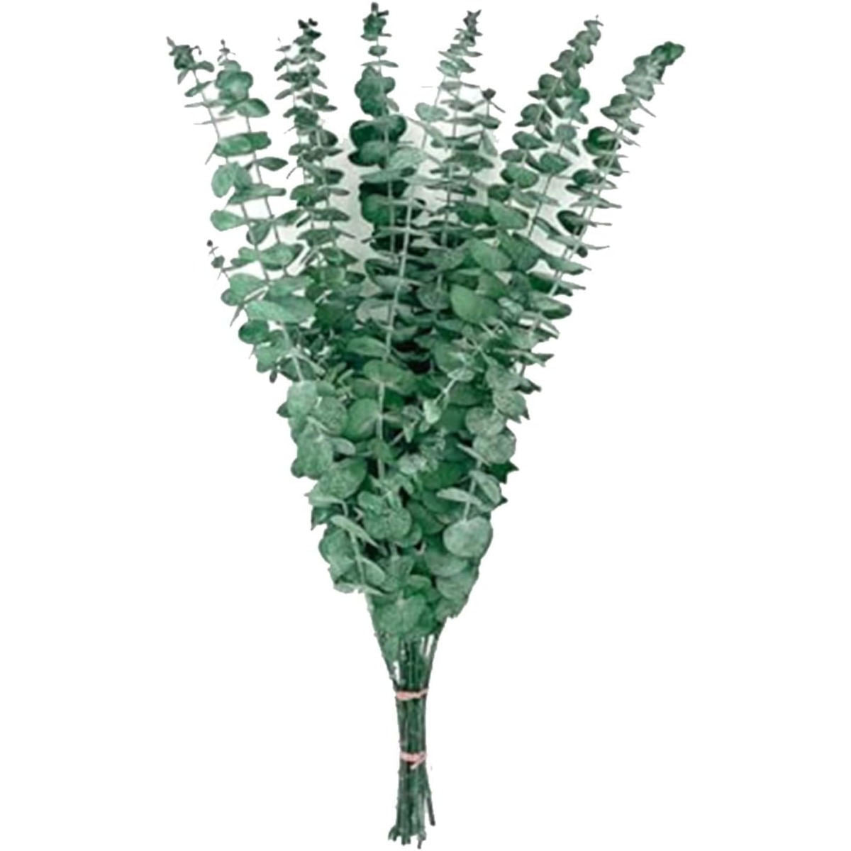 Pack Of 20 Dried Eucalyptus Sprigs, Dried Flowers, Eucalyptus Decorations, Dried Flowers, Green Eucalyptus Decorations, Suitable For Weddings, Table Decorations, Floral Arrangements, And Home Decor