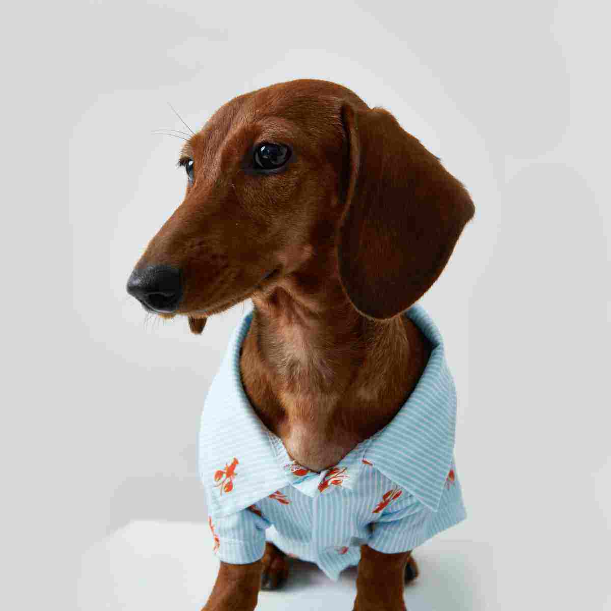 Teddy Puppy Cat Small Puppies Pet Shirt