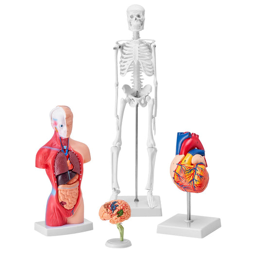 Human Anatomy Models Bundle Set, Brain, Human Torso Body, Heart, Skeleton Model Set Of 4, Hands-on 3D Model Study Tools Teaching Models For Physiology Students Or As Educational Kit For Kids