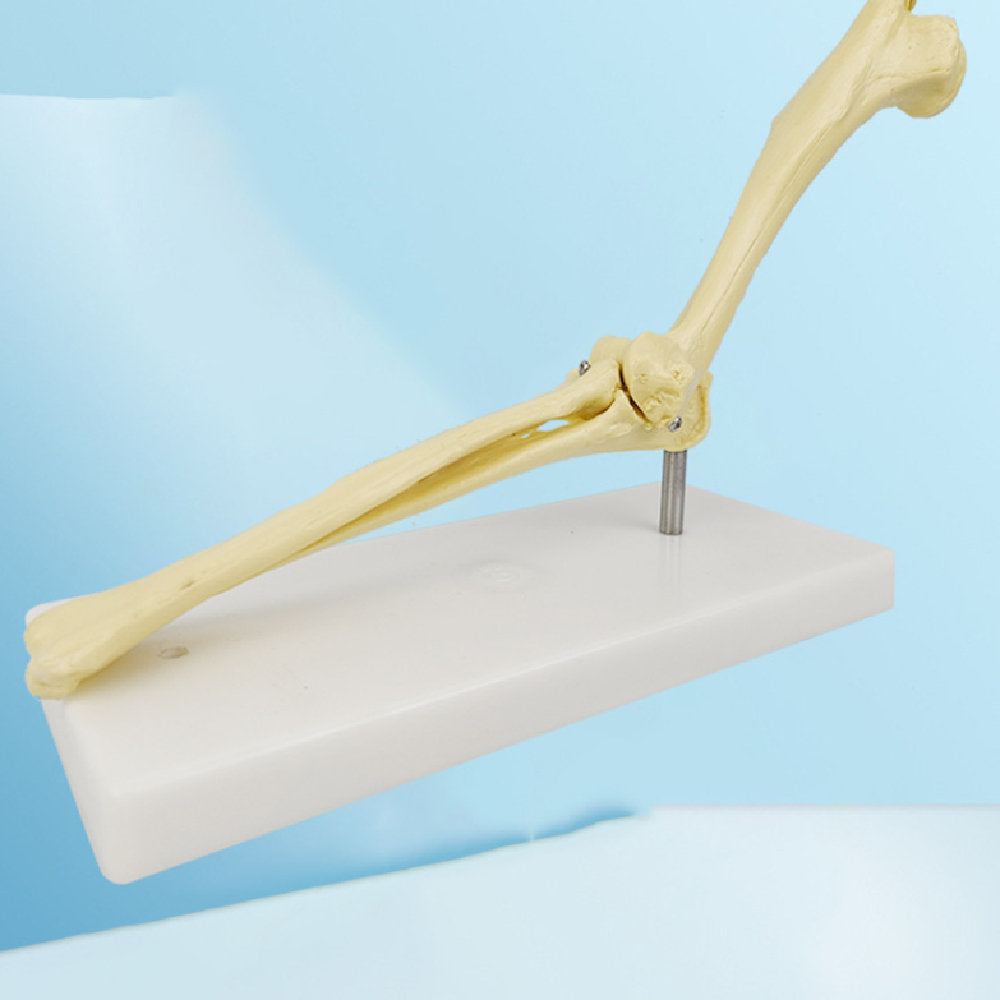 Veterinary Teaching Aids And Models For Pet Hospitals