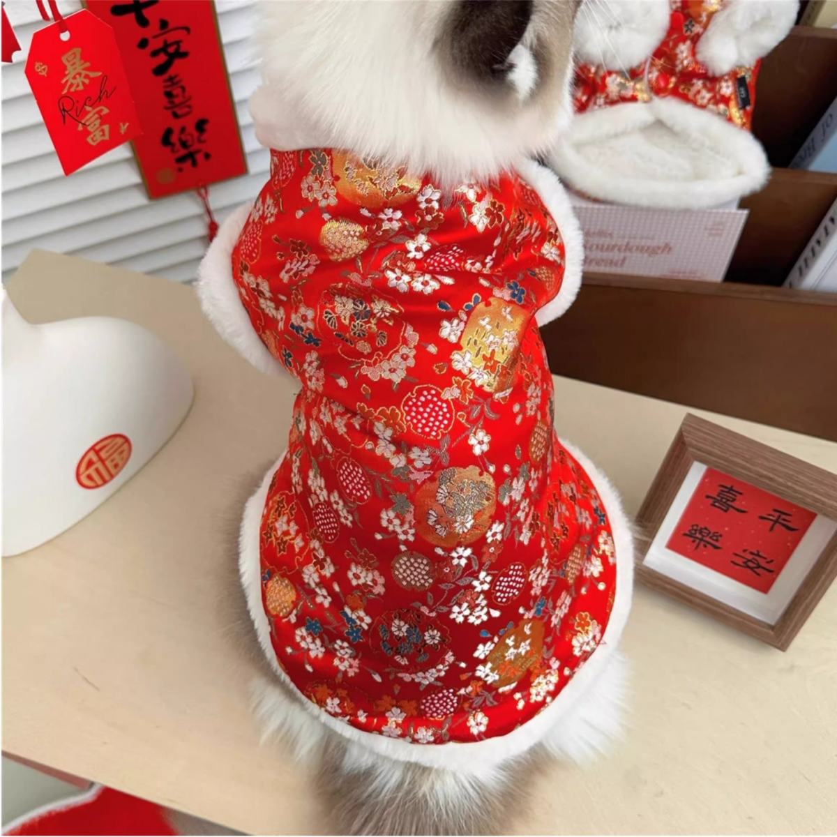 Underwear Ragdoll Silver-shaded Kitten Pet Tang Suit