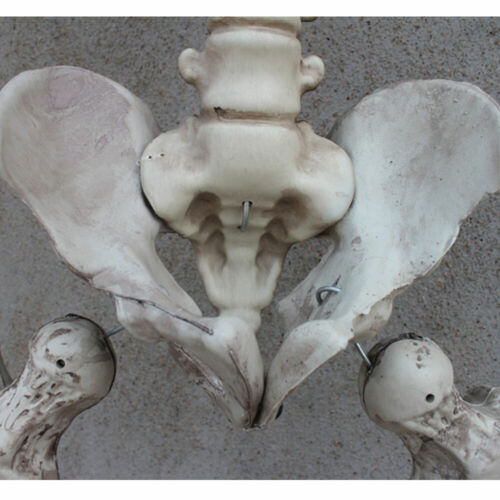 170cm Human Skeleton Life Size Skull Full Body Anatomy Model Halloween Medical