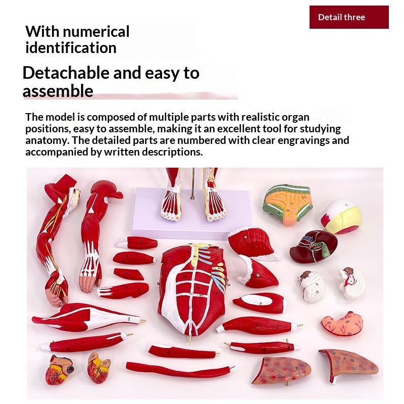 Whole-body Muscle Anatomy With Visceral Model