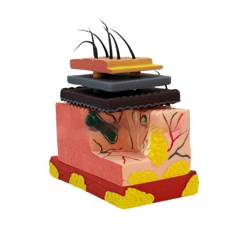 Three-dimensional Human Skin And Hair Follicle Structural Tissue Assembly Skin Layering Model