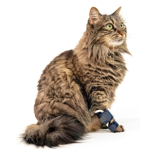 Cat Foreleg Injury Support Brace For Recovery From Joint Ligament Tear