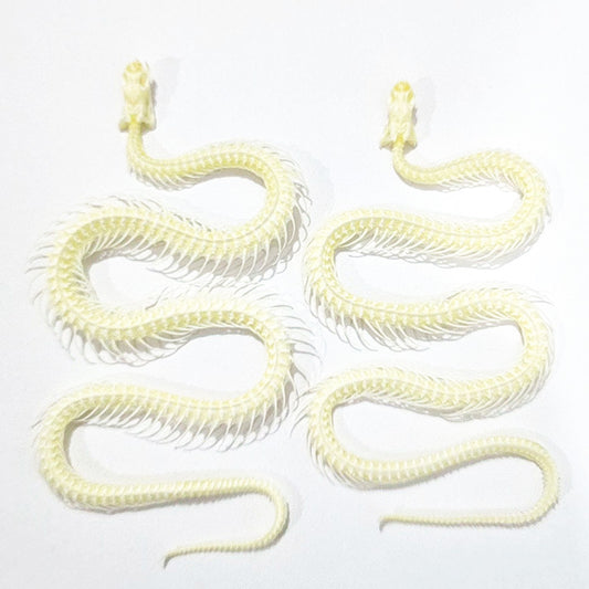 Retro Collectible Art Snake Full-Body Skeleton Specimen Ornament