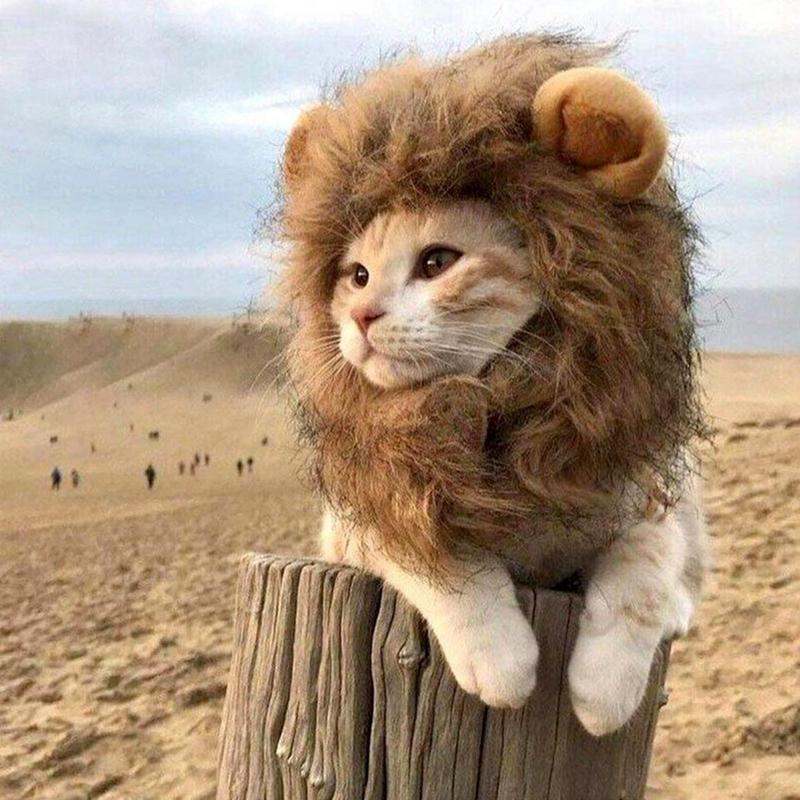 Pet Cat Decor Accessories Lion Wig Fancy Hair Caps Pet Supplies Cute Lion Headgear Cat Hat Mane Wig For Dogs And Cat Small Dog