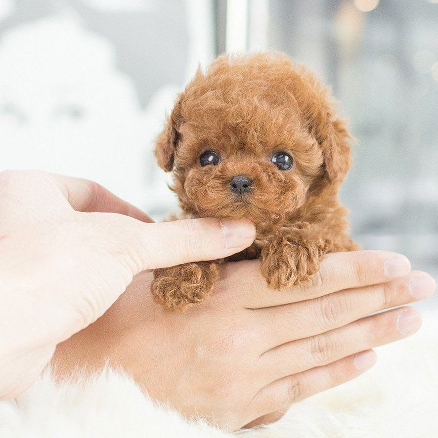 Short Plush Toys For Children