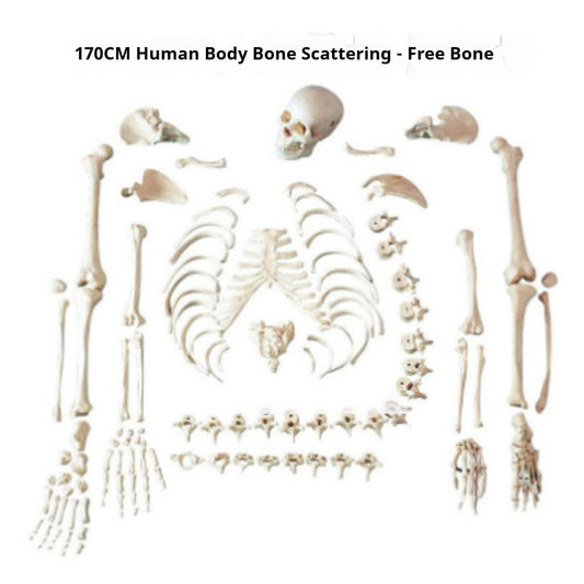 Human Body Model, Small Skeleton, Spine Model